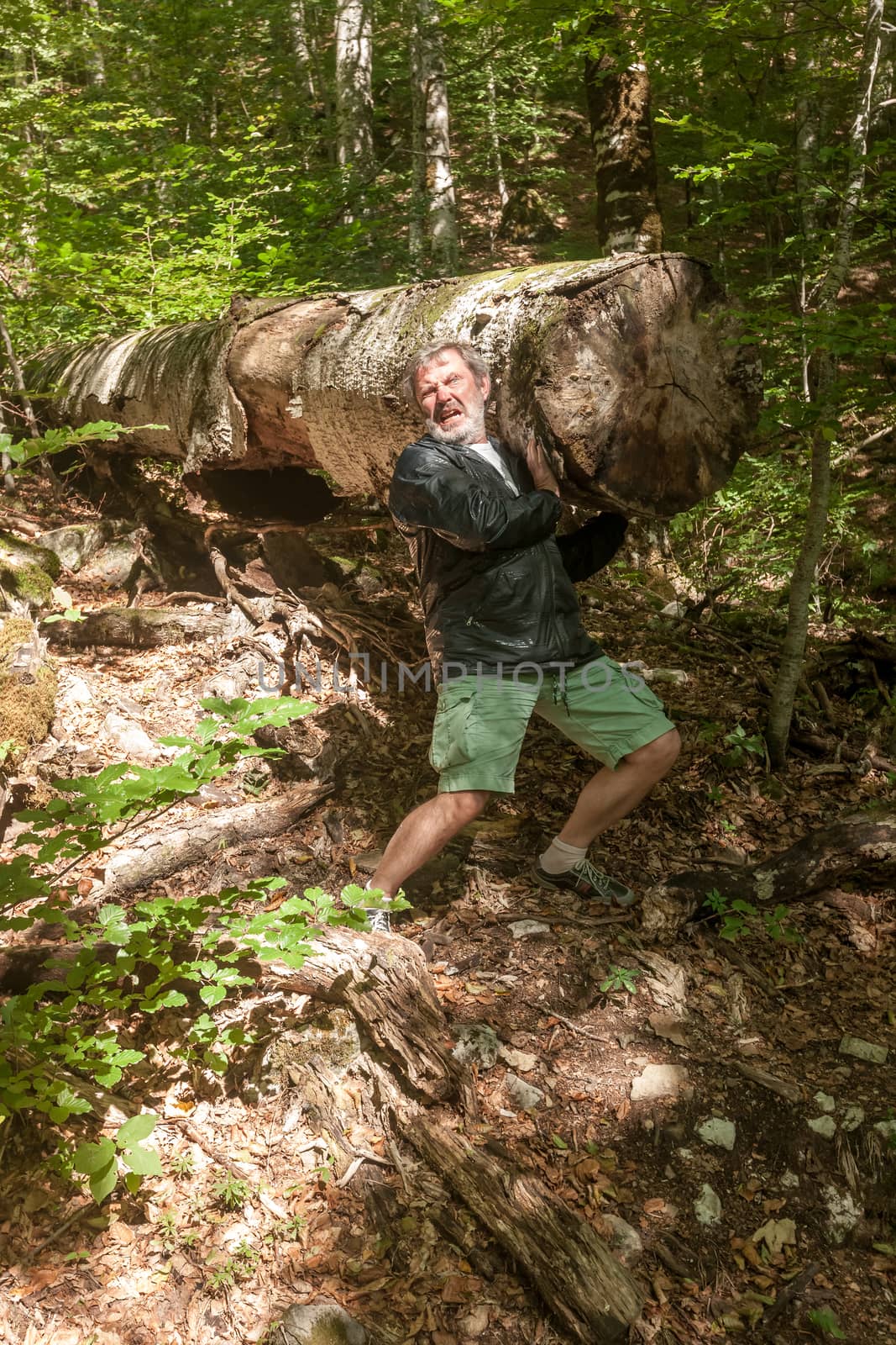 The Montenegro. Mountains in summer. man in the  forest trying to drag a large felled tree