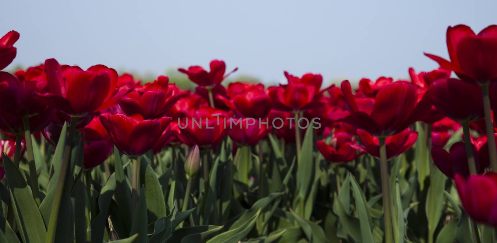 Garden of tulips, spring colorful vivid theme by JanPietruszka