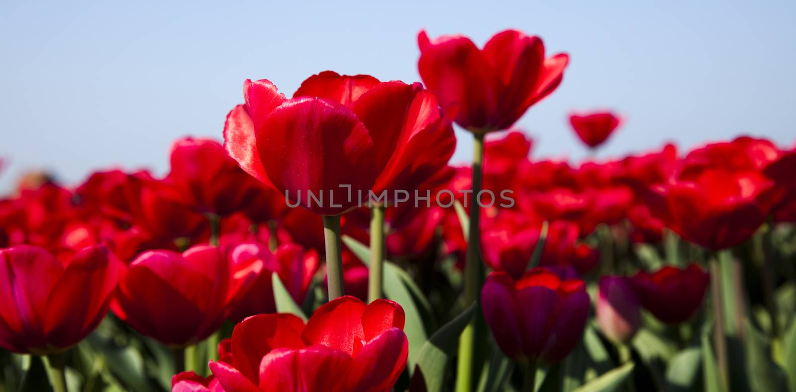 Garden of tulips, spring colorful vivid theme by JanPietruszka