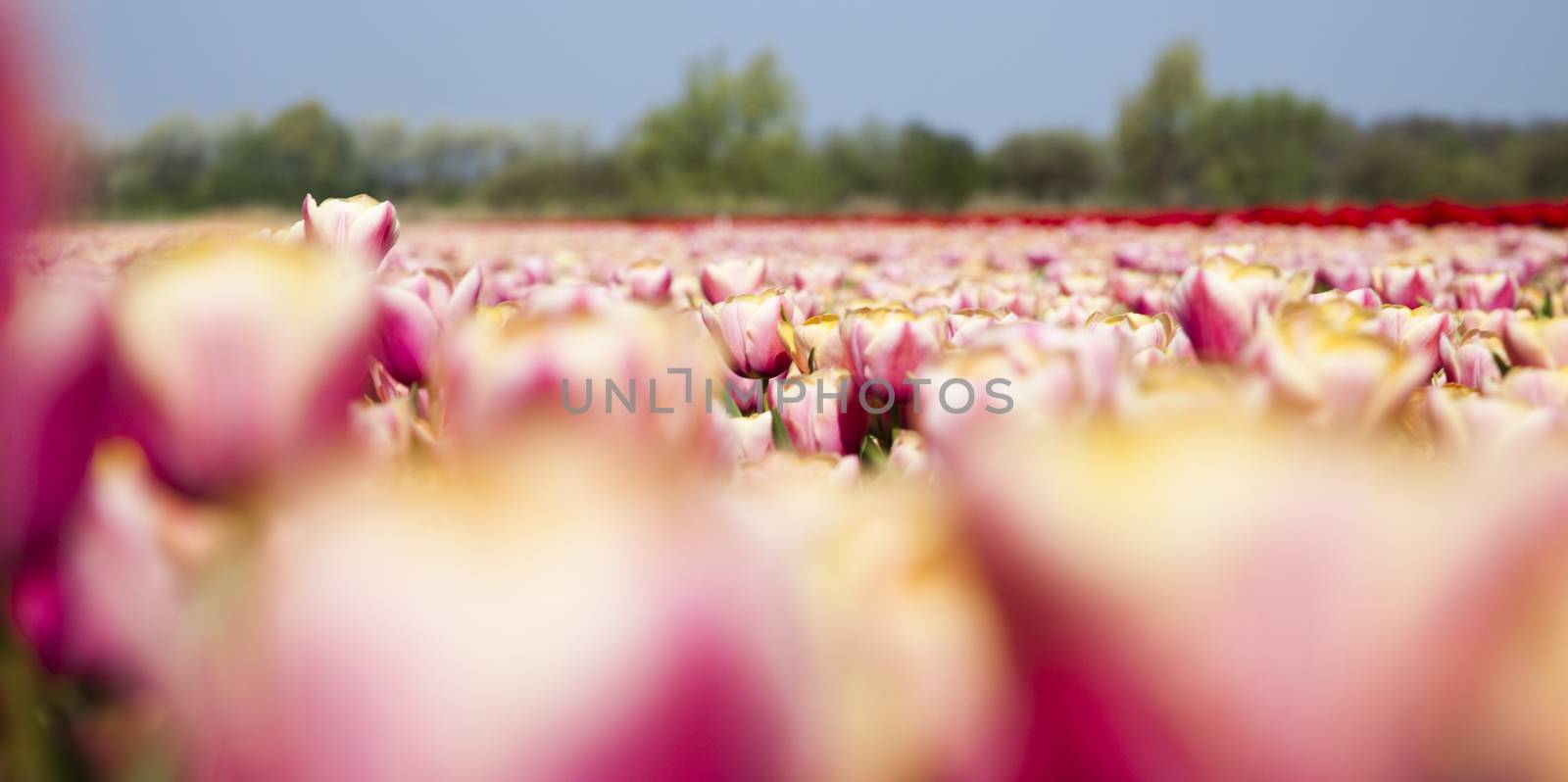 Garden of tulips, spring colorful vivid theme by JanPietruszka