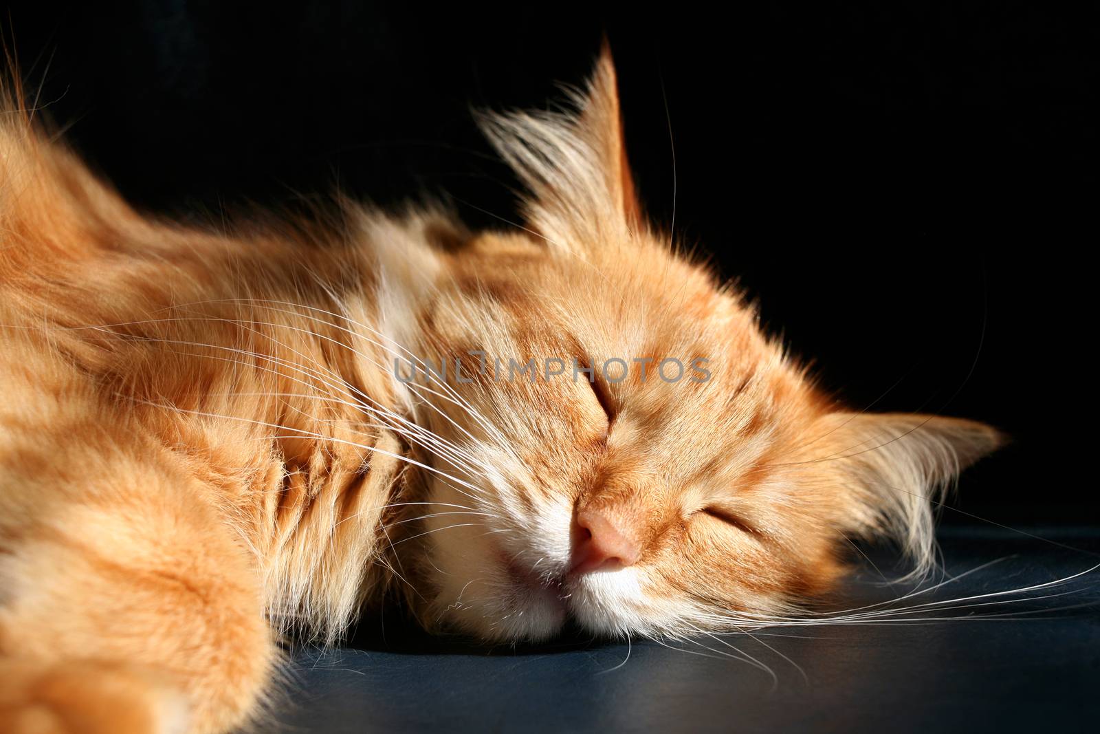 Sleeping cat by Krakatuk
