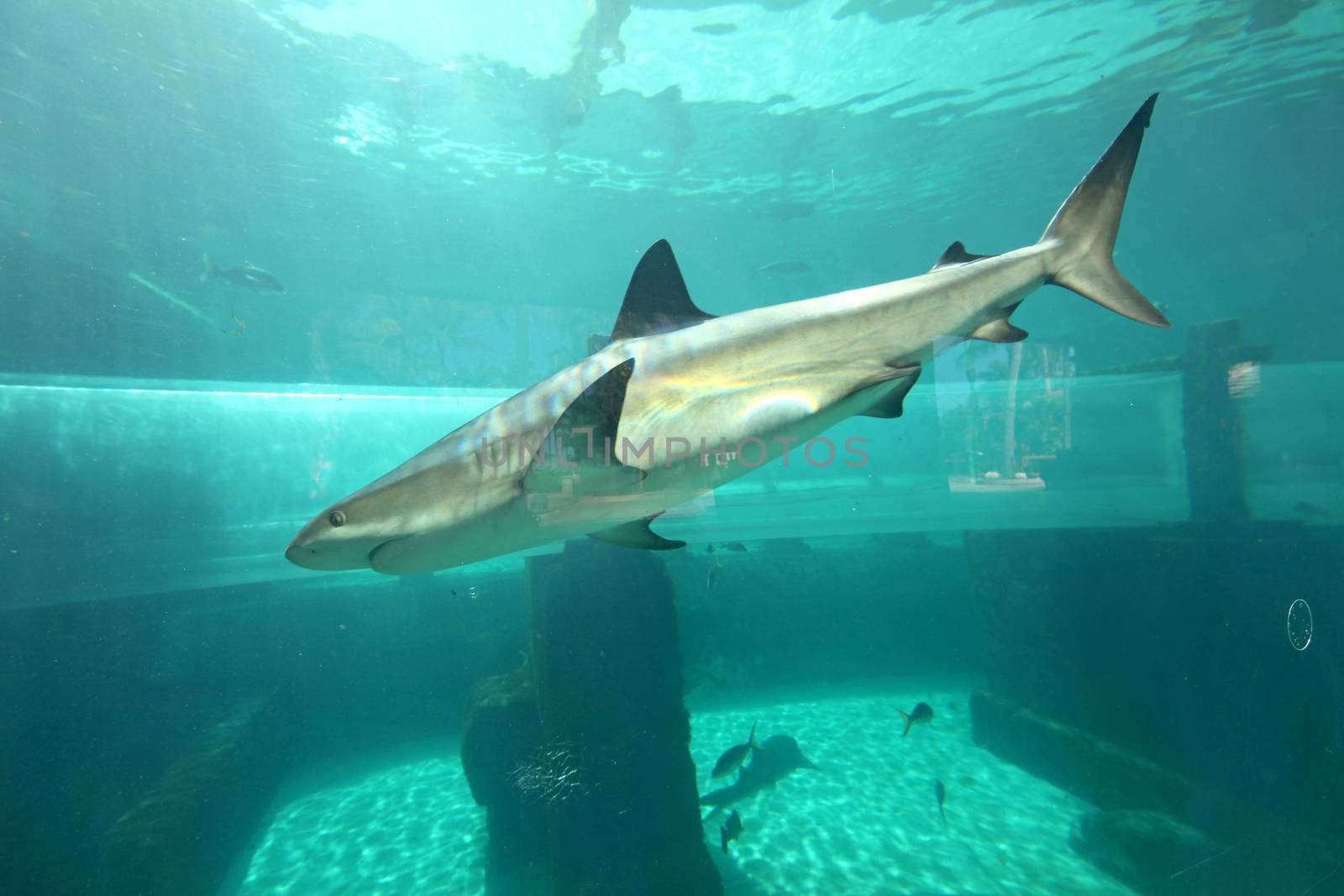 A shark swimming through the water, with other fish