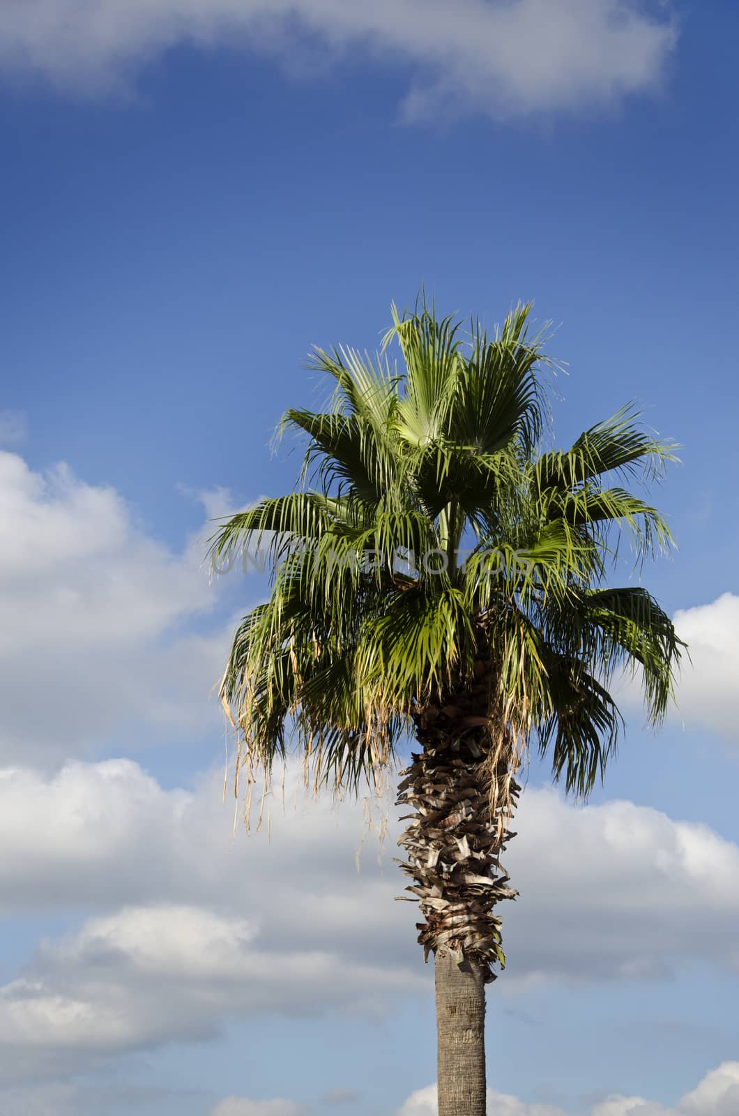 Image of a palm tree with blue sky and clouds