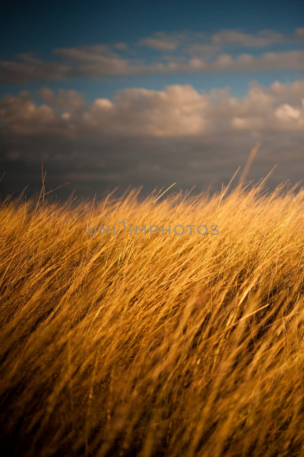 Image of tall grasses in the fall with a cloudy blue sky as background
