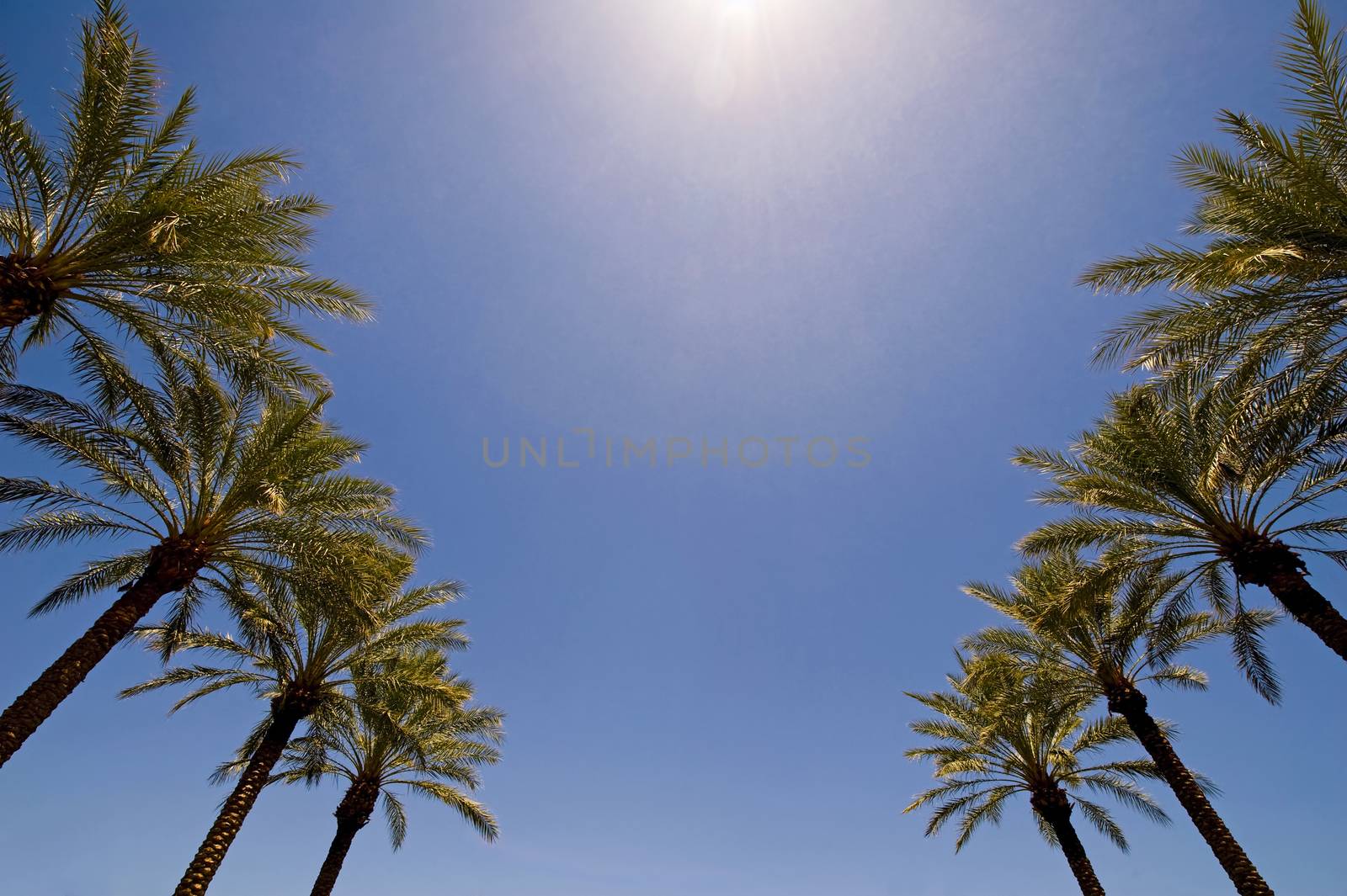 An image of the tops of palm trees and a blue sky