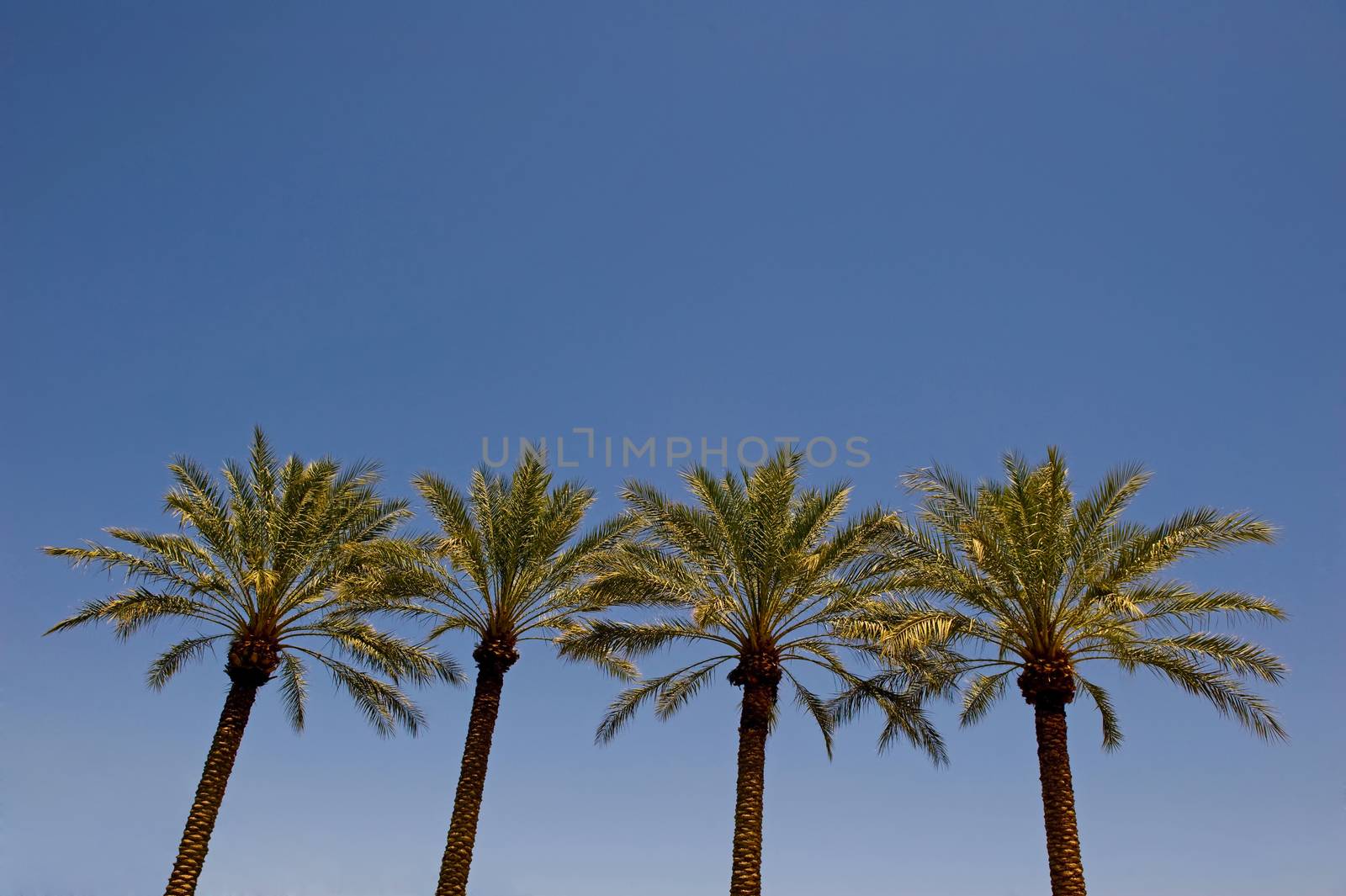 An image of the tops of palm trees and a blue sky