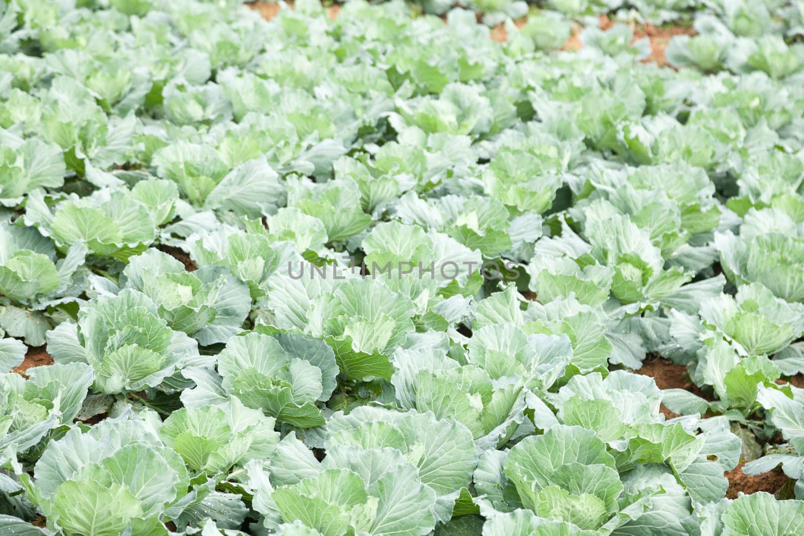 Farm agriculture cabbage. Arrange the cabbage is long on the ground.