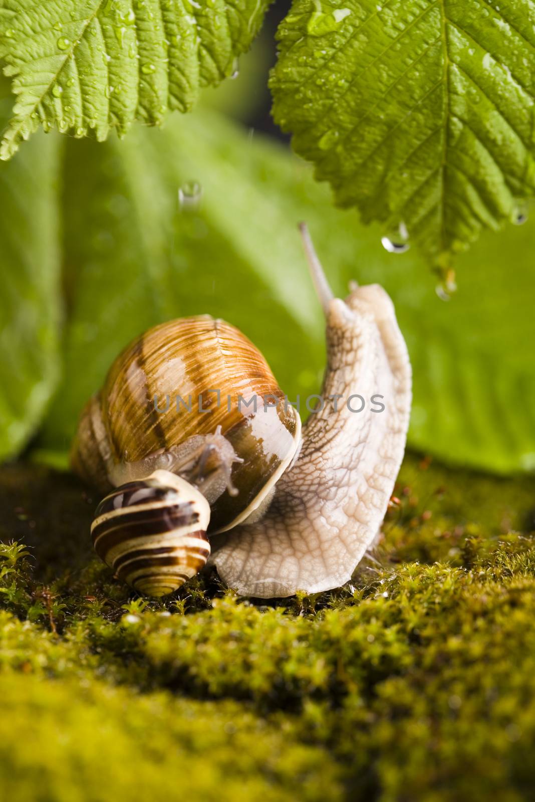 Snail, natural concept saturated colors