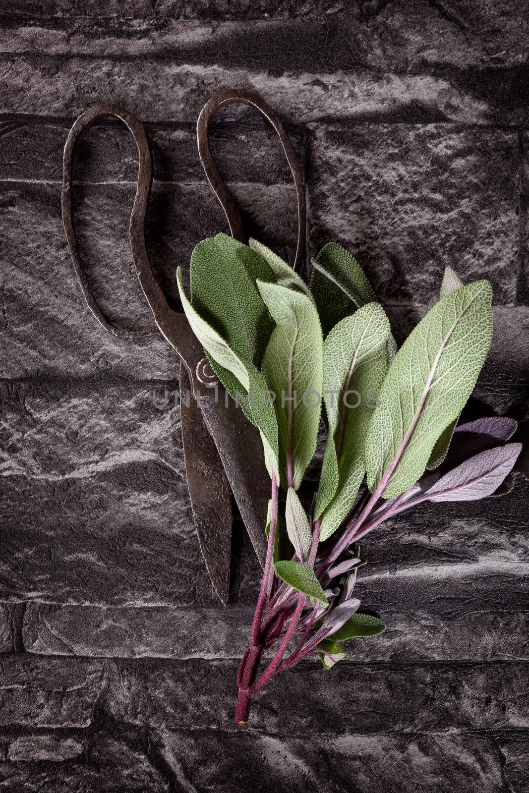 Culinary sage with old scissors on black background, top view. Culinary herbs.