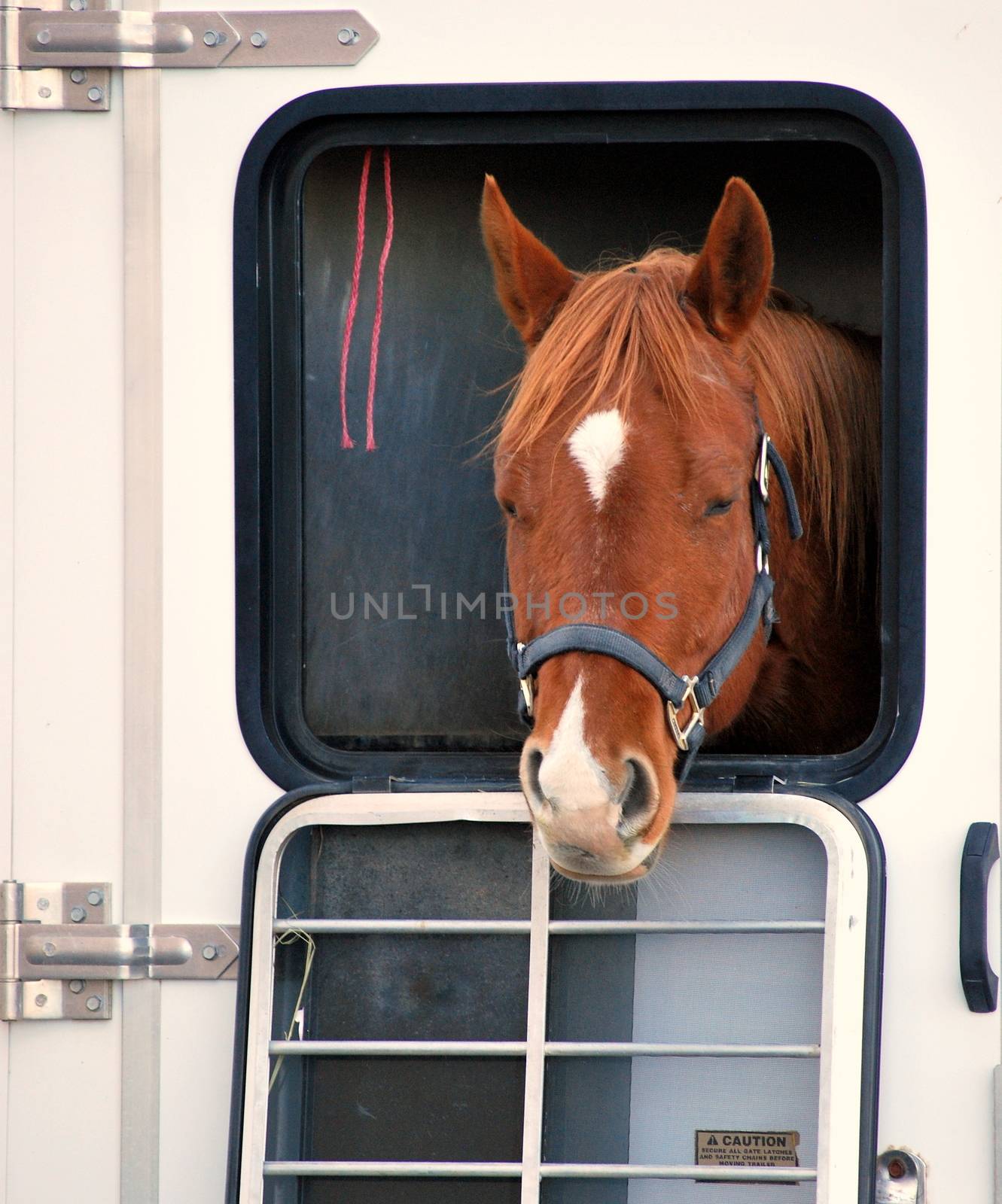 Horse in trailer outdoors.