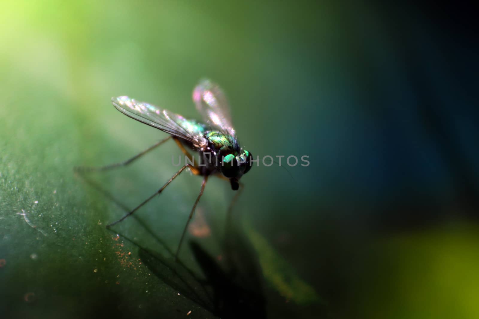 A macro shot of a fly with shiny colors of blue and green.