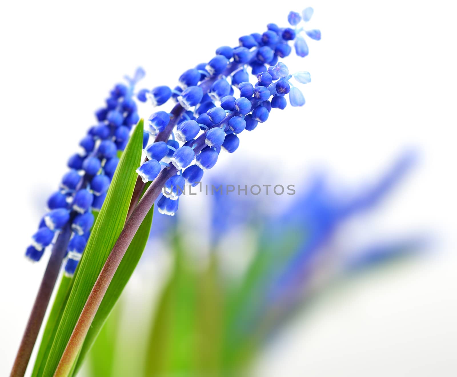 Small blue flowers Muscari on blurry backrgound