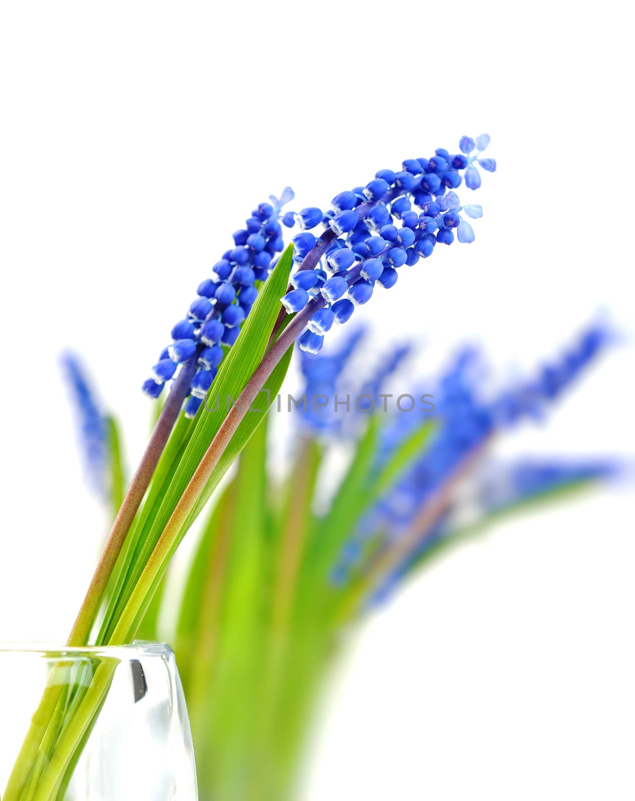 Small blue flowers Muscari in vase on blurry background