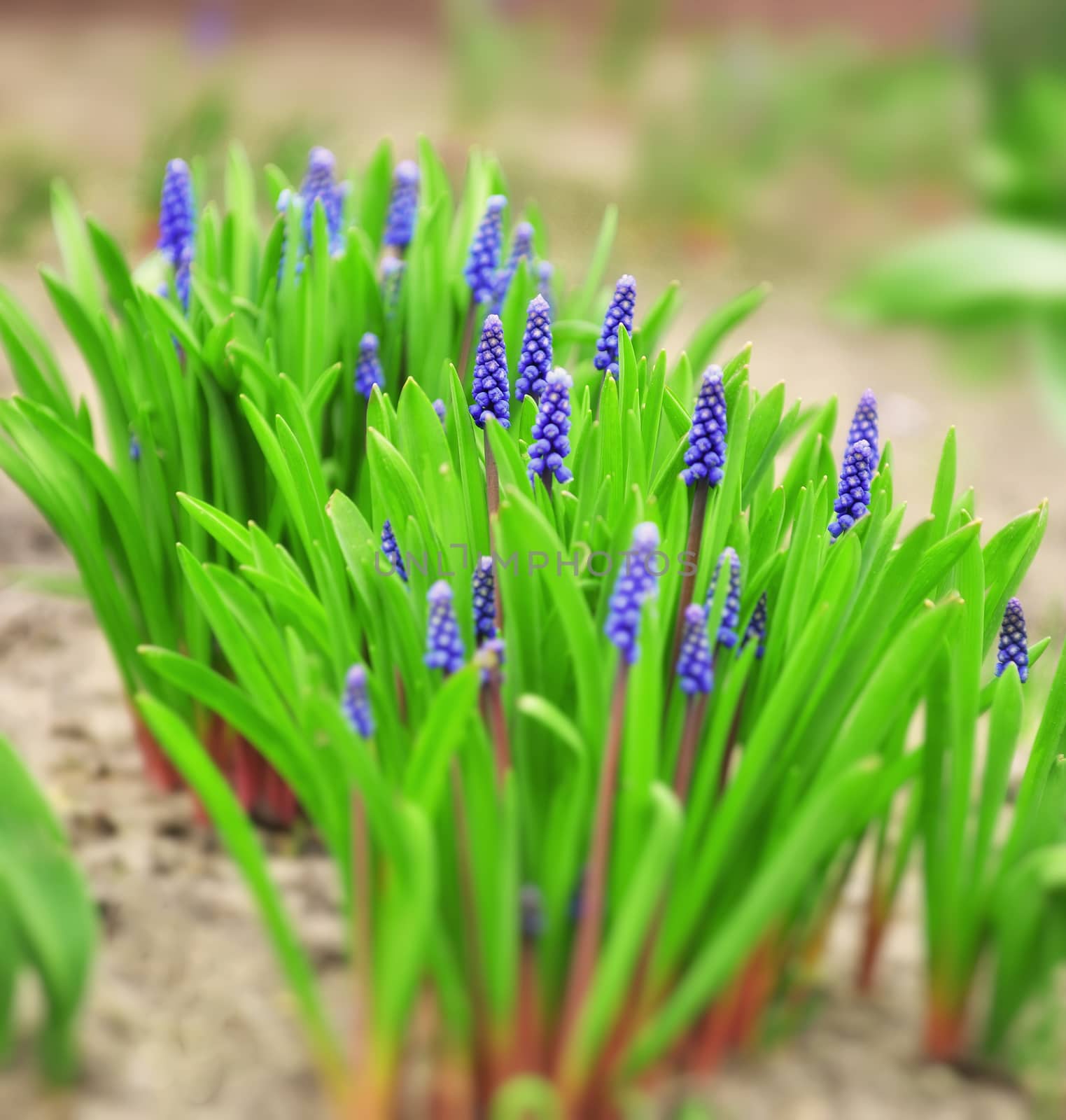 Small blue flowers in the garden. Muscari inflorescence.