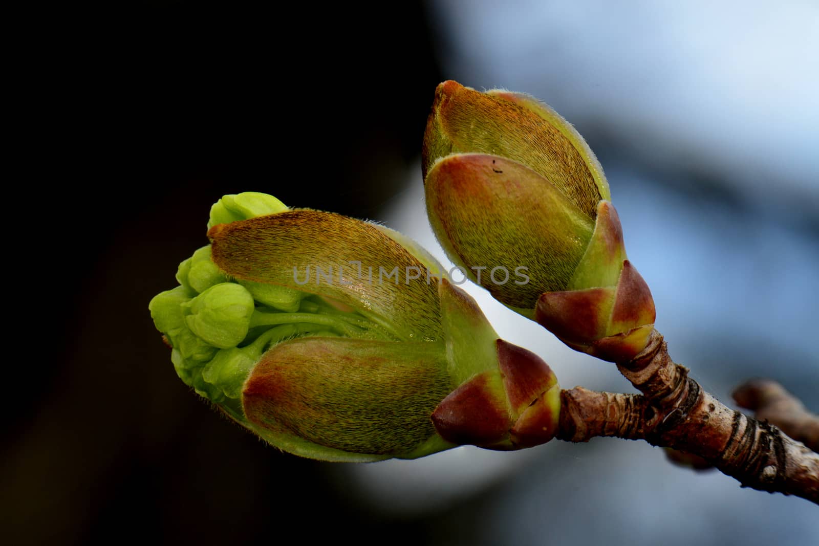 Illustration photo - Buds macro photo.