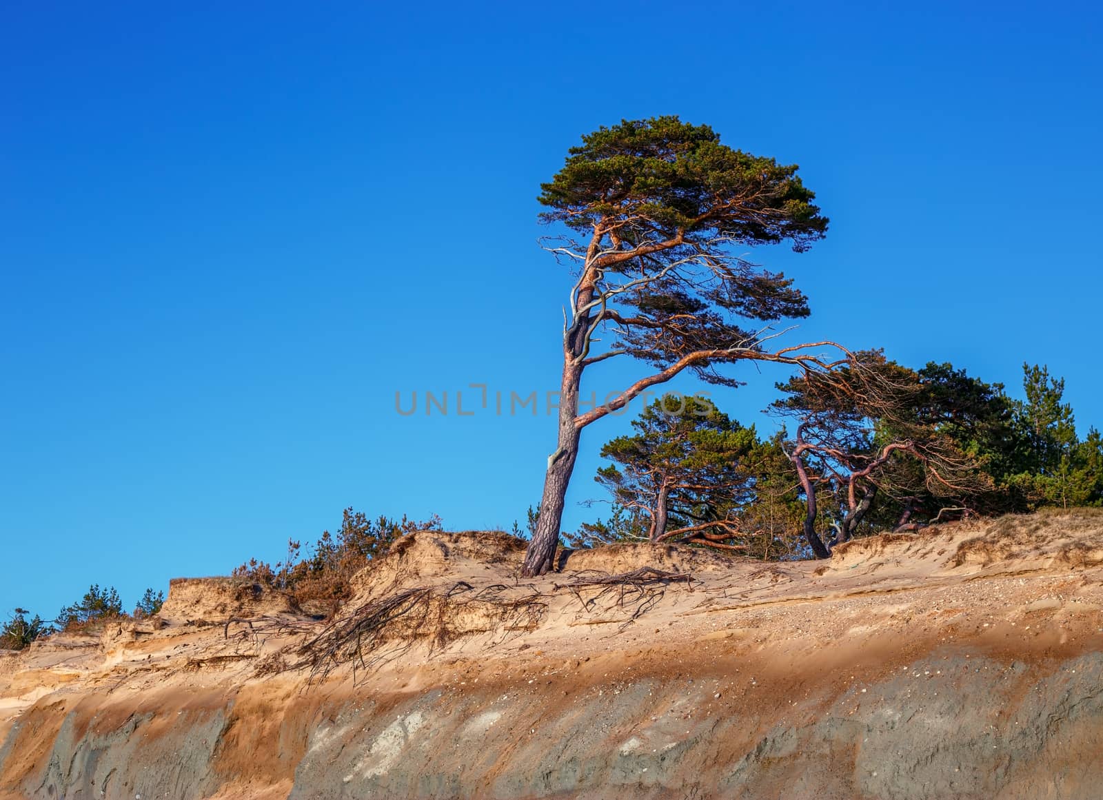 Pine on the background of a sandy cliff and blue sky