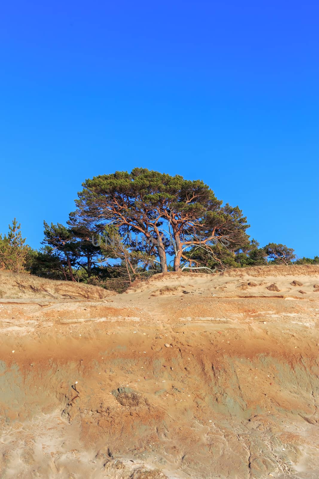 Pine on the background of a sandy cliff and blue sky