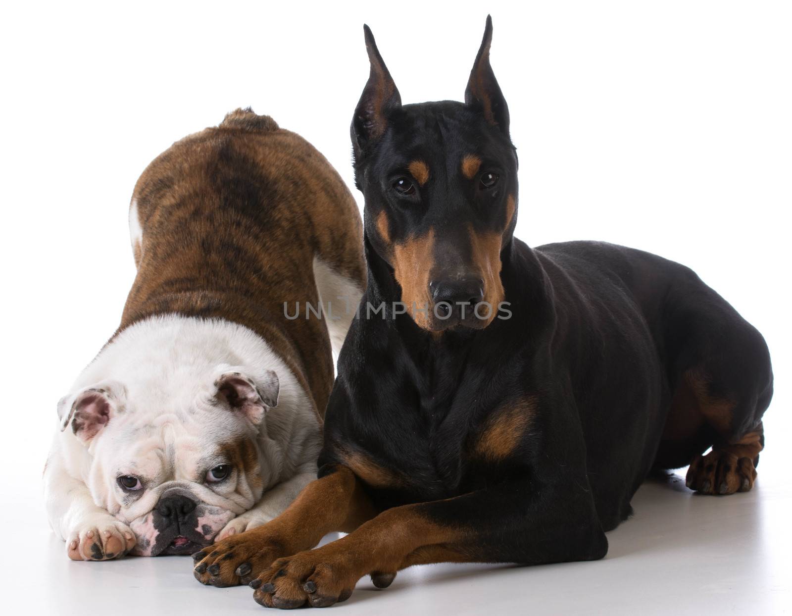 two dogs - bulldog and doberman together on white background