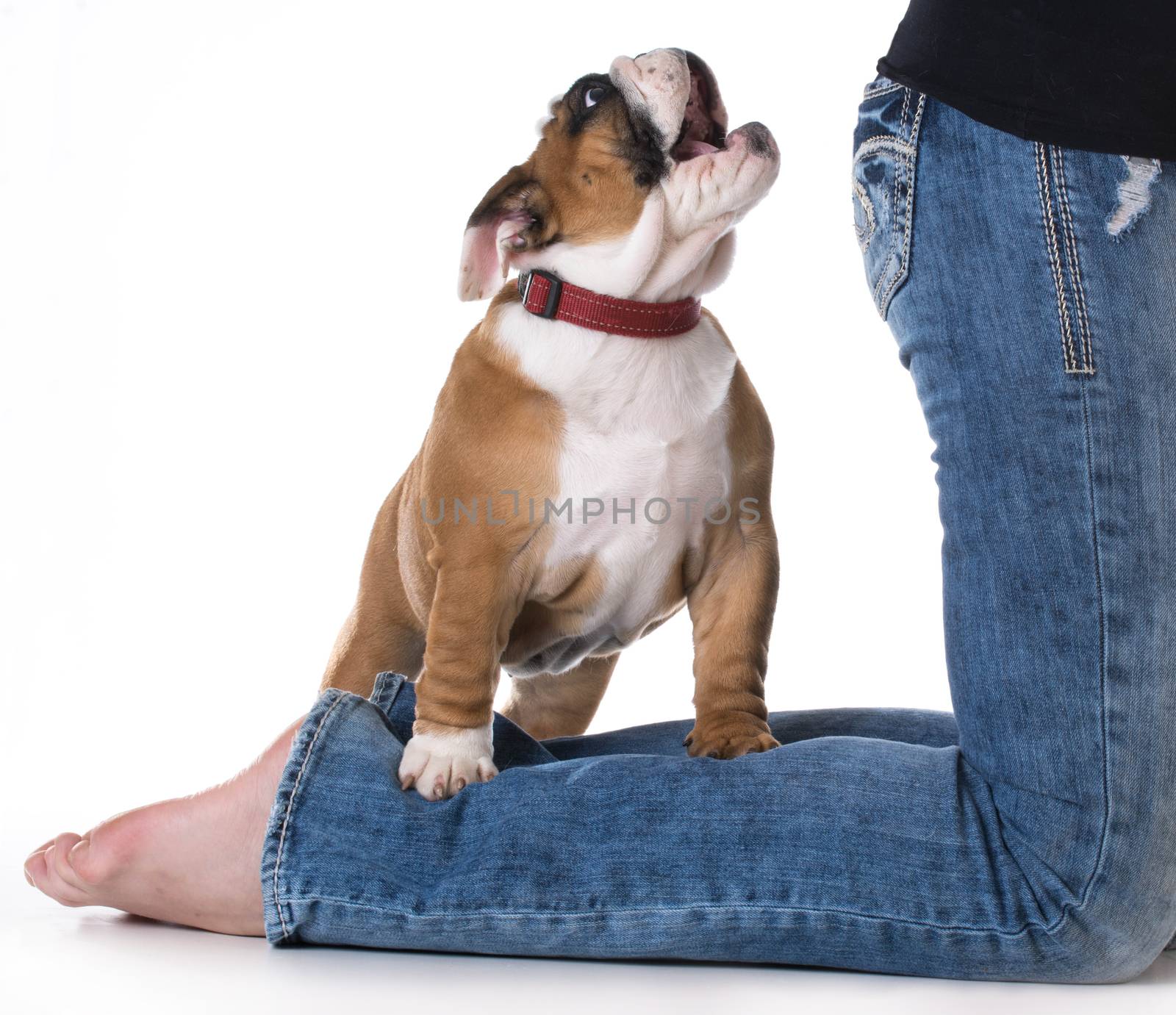cute puppy standing on back legs of womans jeans barking
