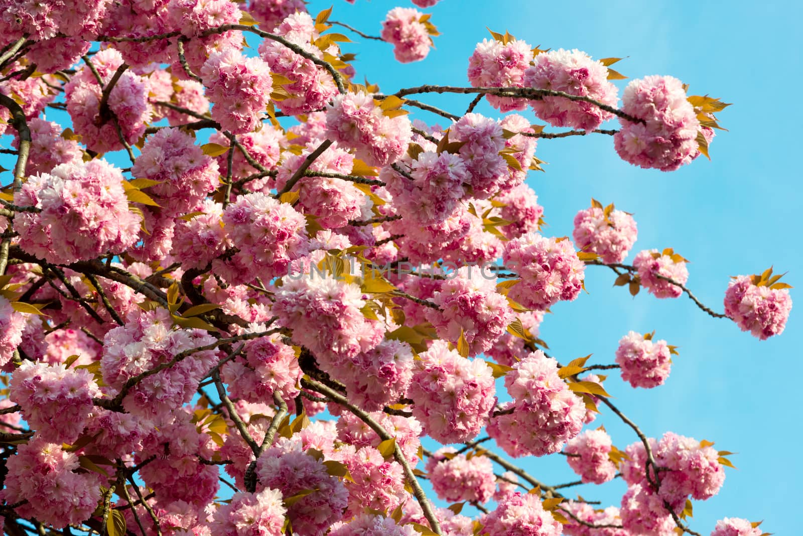 sakura. cherry blossom in springtime, beautiful pink flowers by DNKSTUDIO