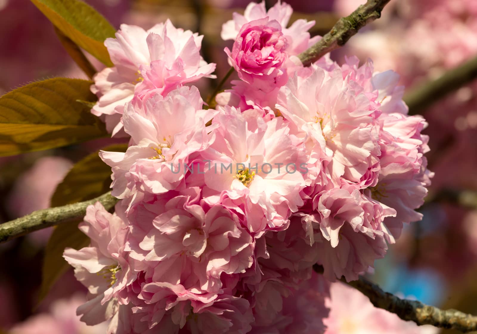sakura. cherry blossom in springtime, beautiful pink flowers by DNKSTUDIO