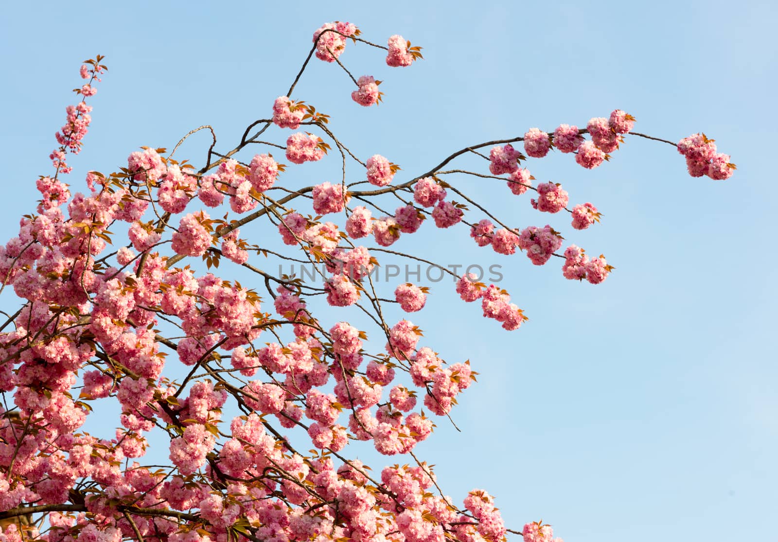 sakura. cherry blossom in springtime, beautiful pink flowers