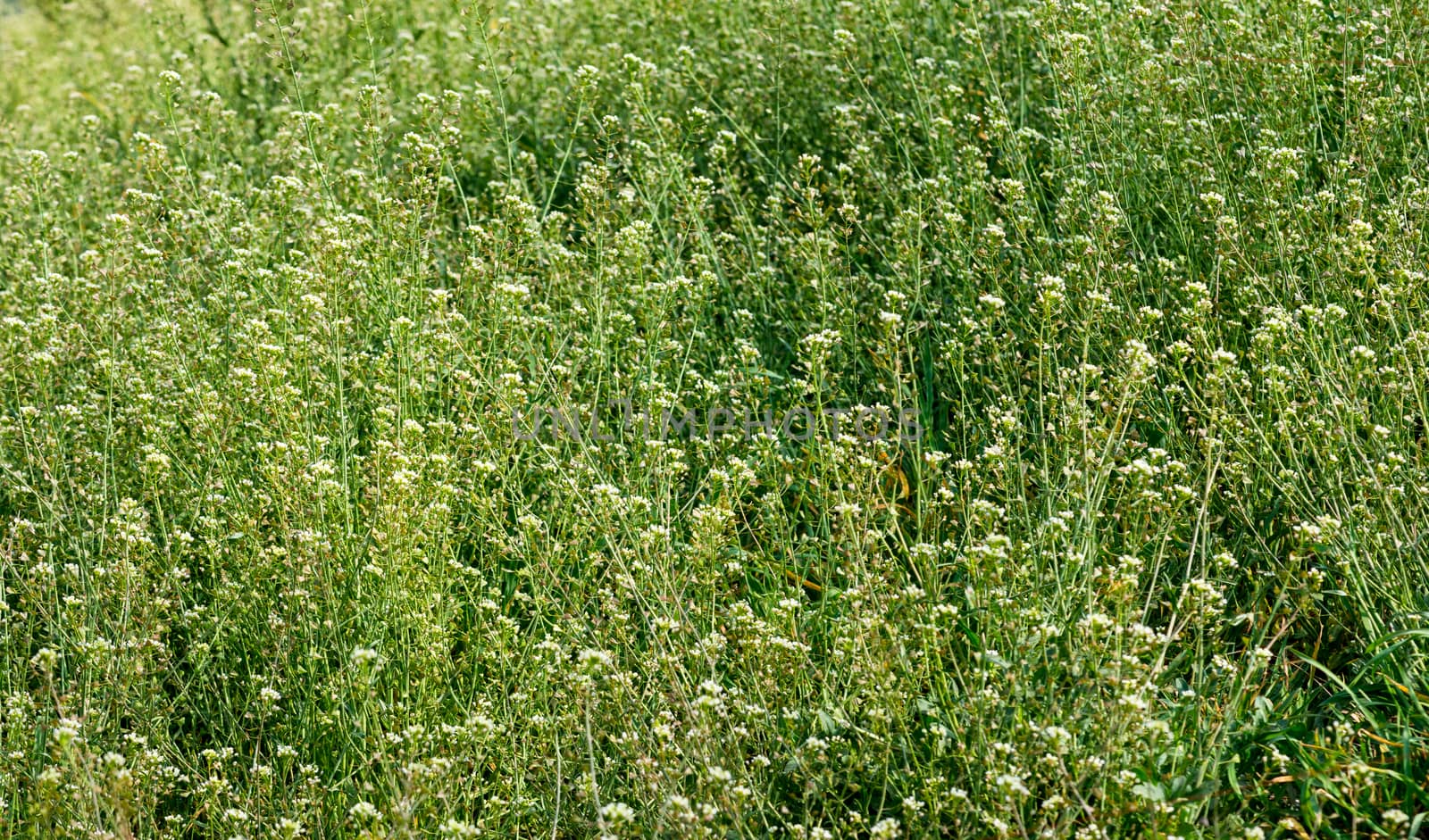 grass shepherd's purse early spring