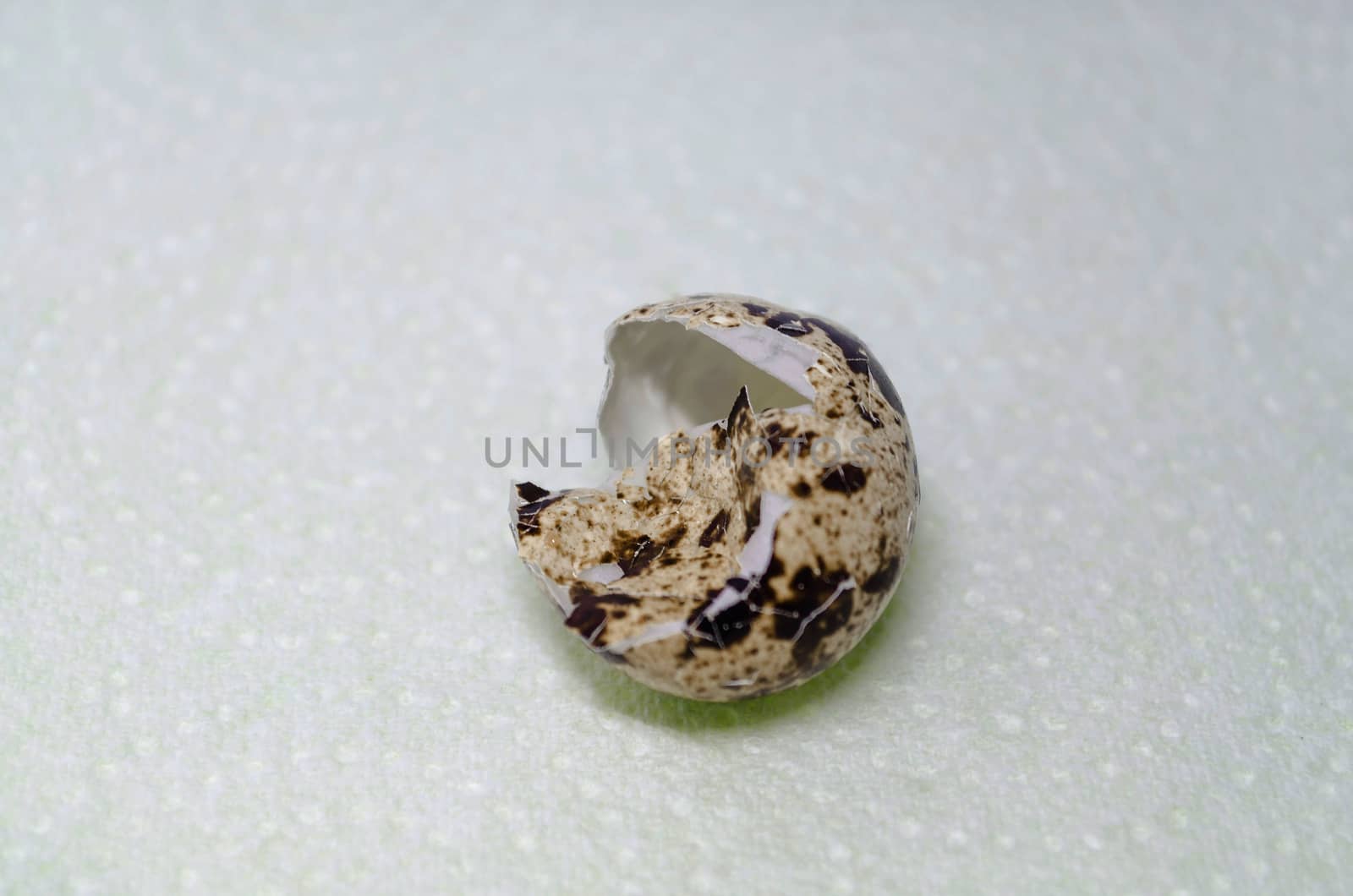 Quail with whipped shell.