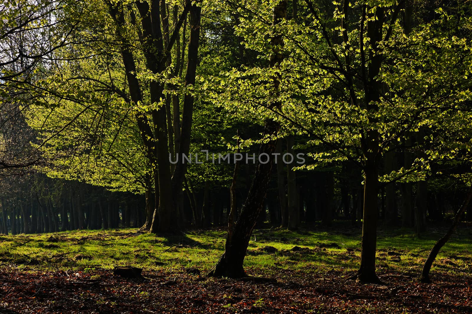 The forest in the morning sunshine