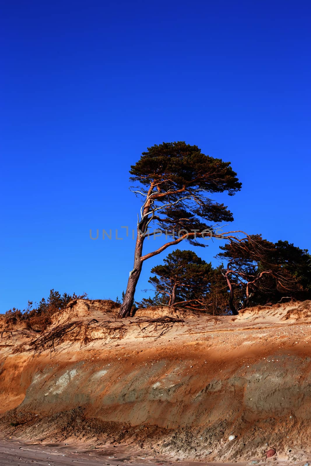 Pine on the background of a sandy cliff and blue sky