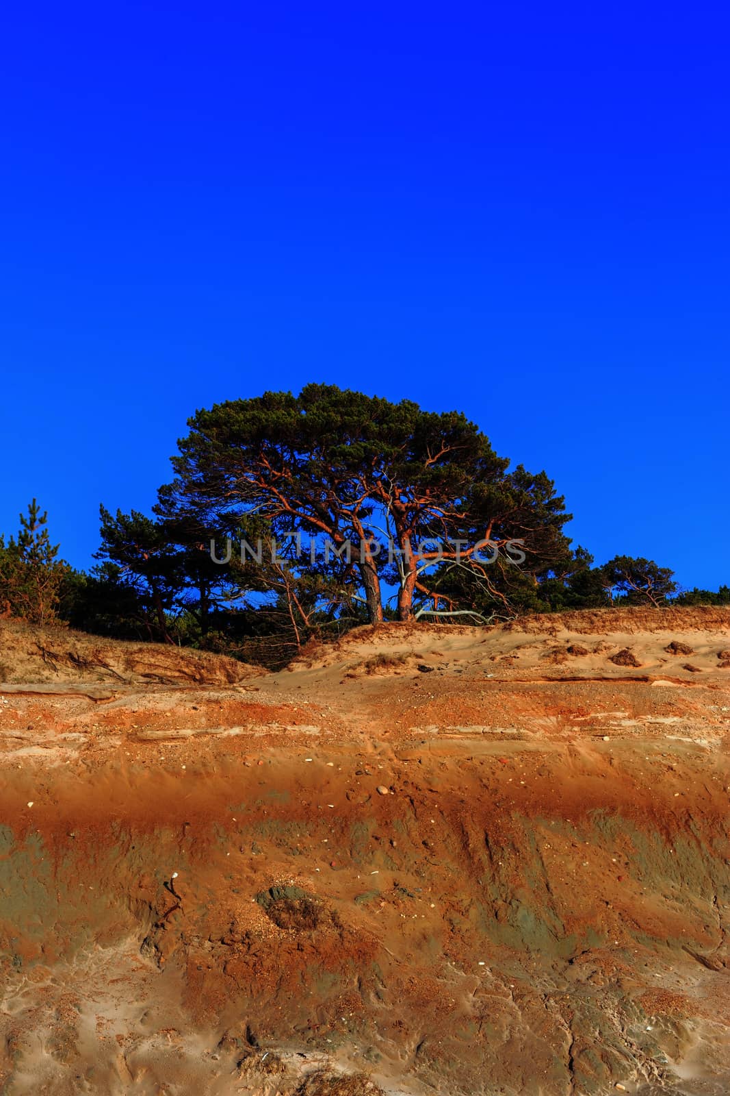 Pine on the background of a sandy cliff and blue sky