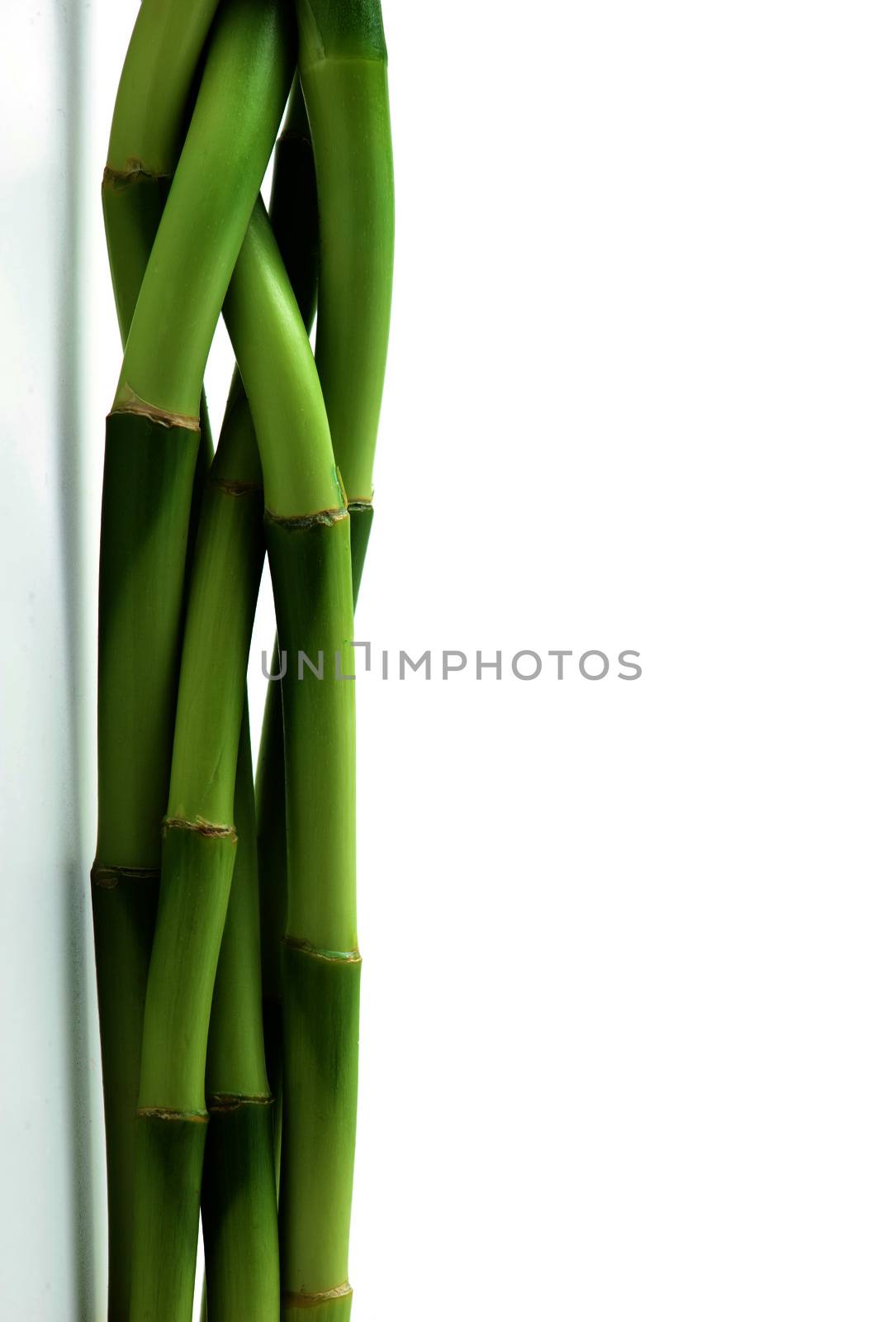 bamboo stem by antpkr