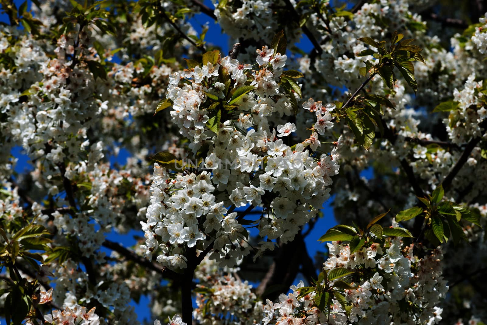 Cherry blossoms against a blue sky by DNKSTUDIO