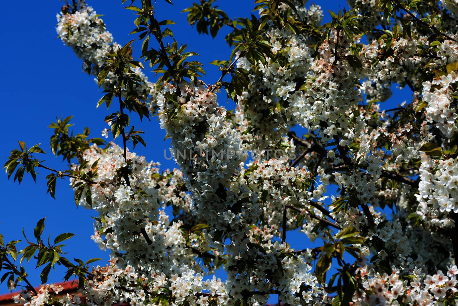 Cherry blossoms against a blue sky