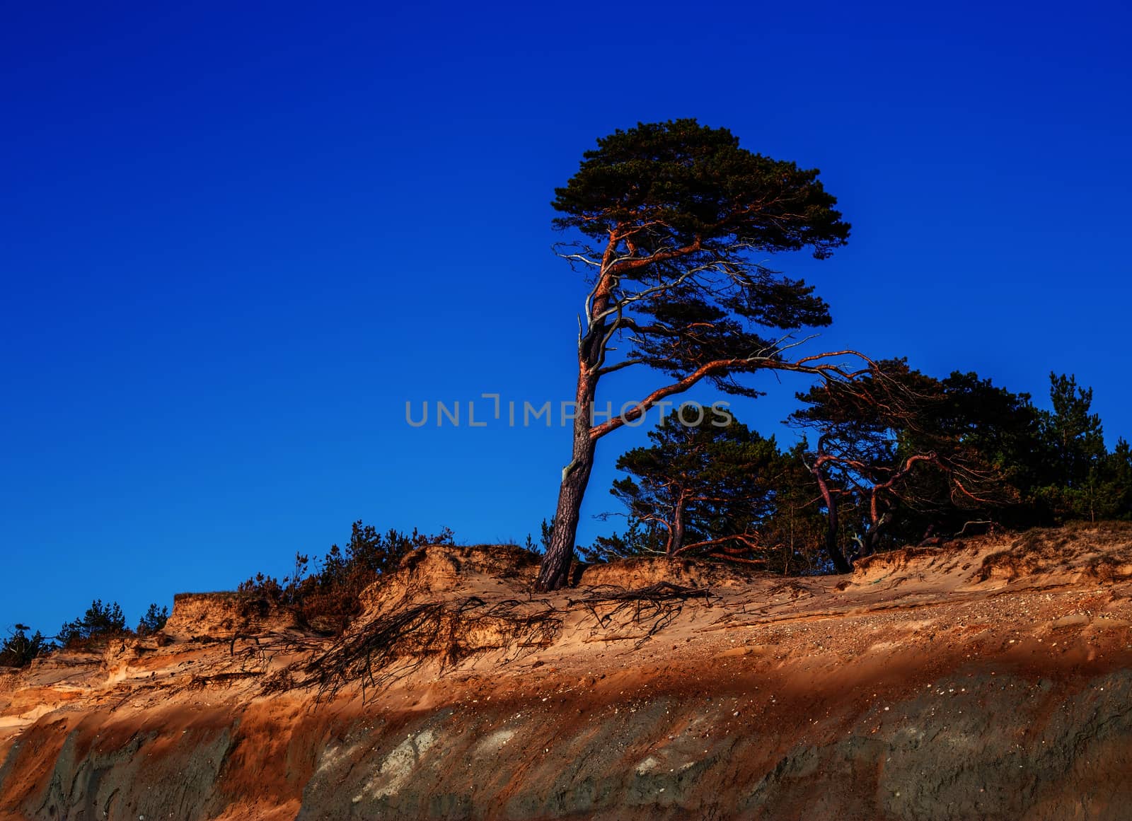 Pine on the background of a sandy cliff and blue sky