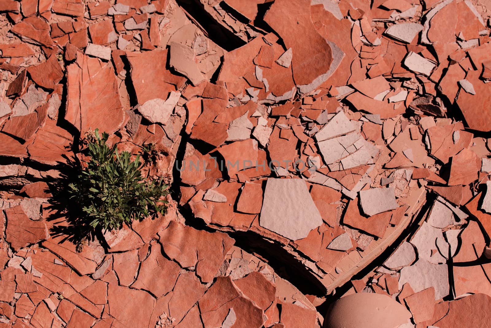 Cracked desert ground with one plant by rongreer