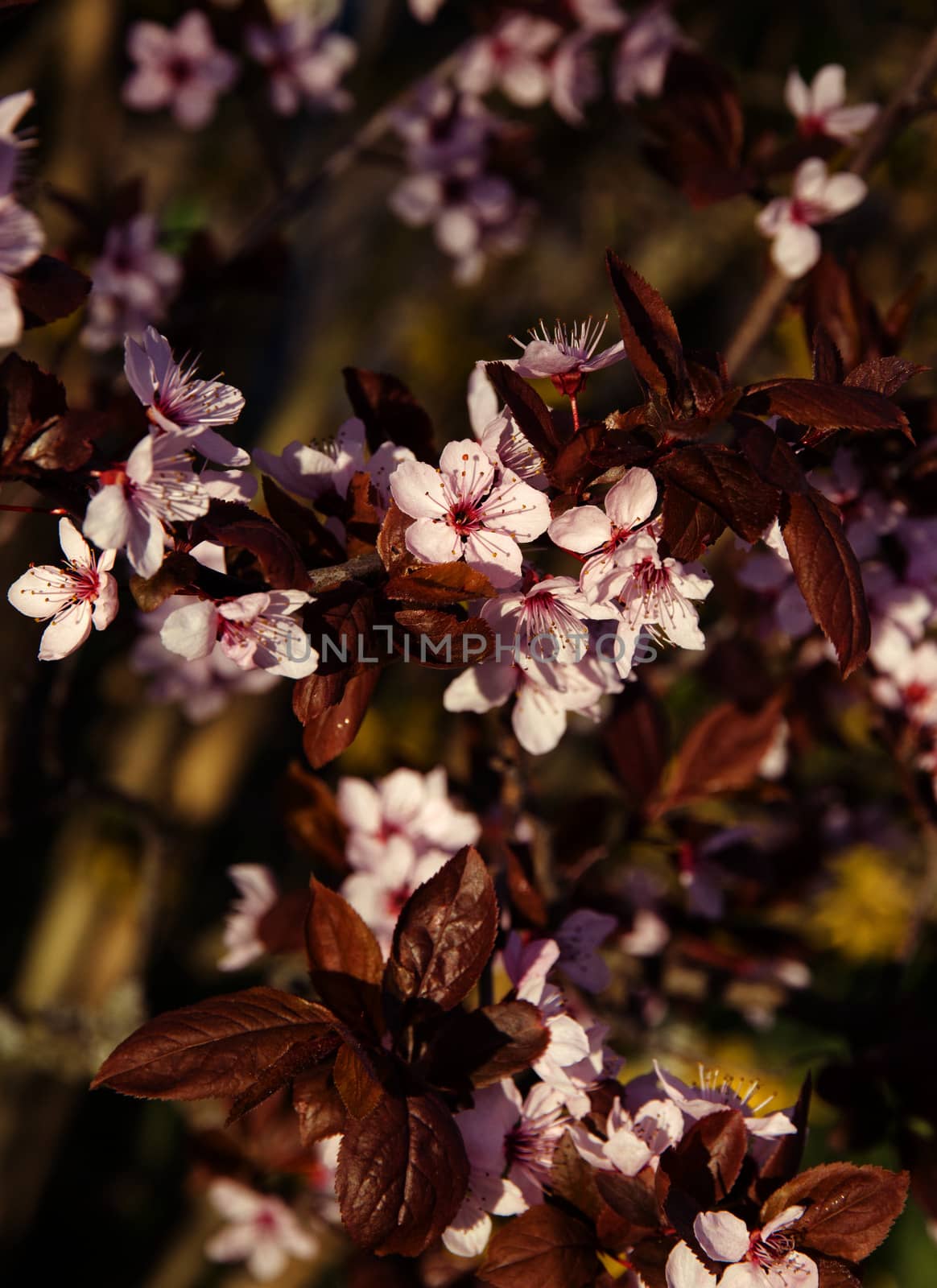 Pink cherry blossom in spring garden by oxanatravel