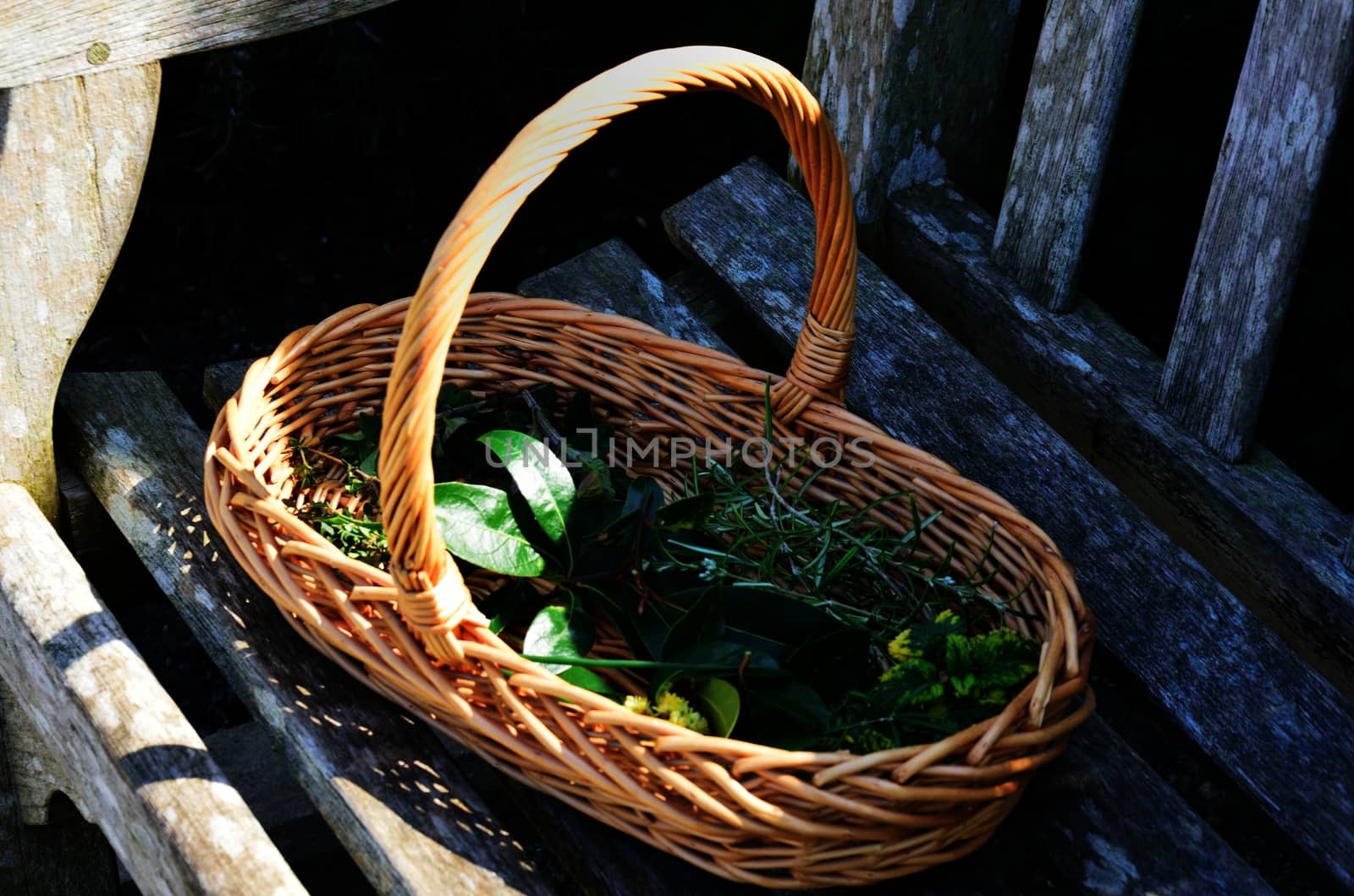 Wicker basket of cut herbs