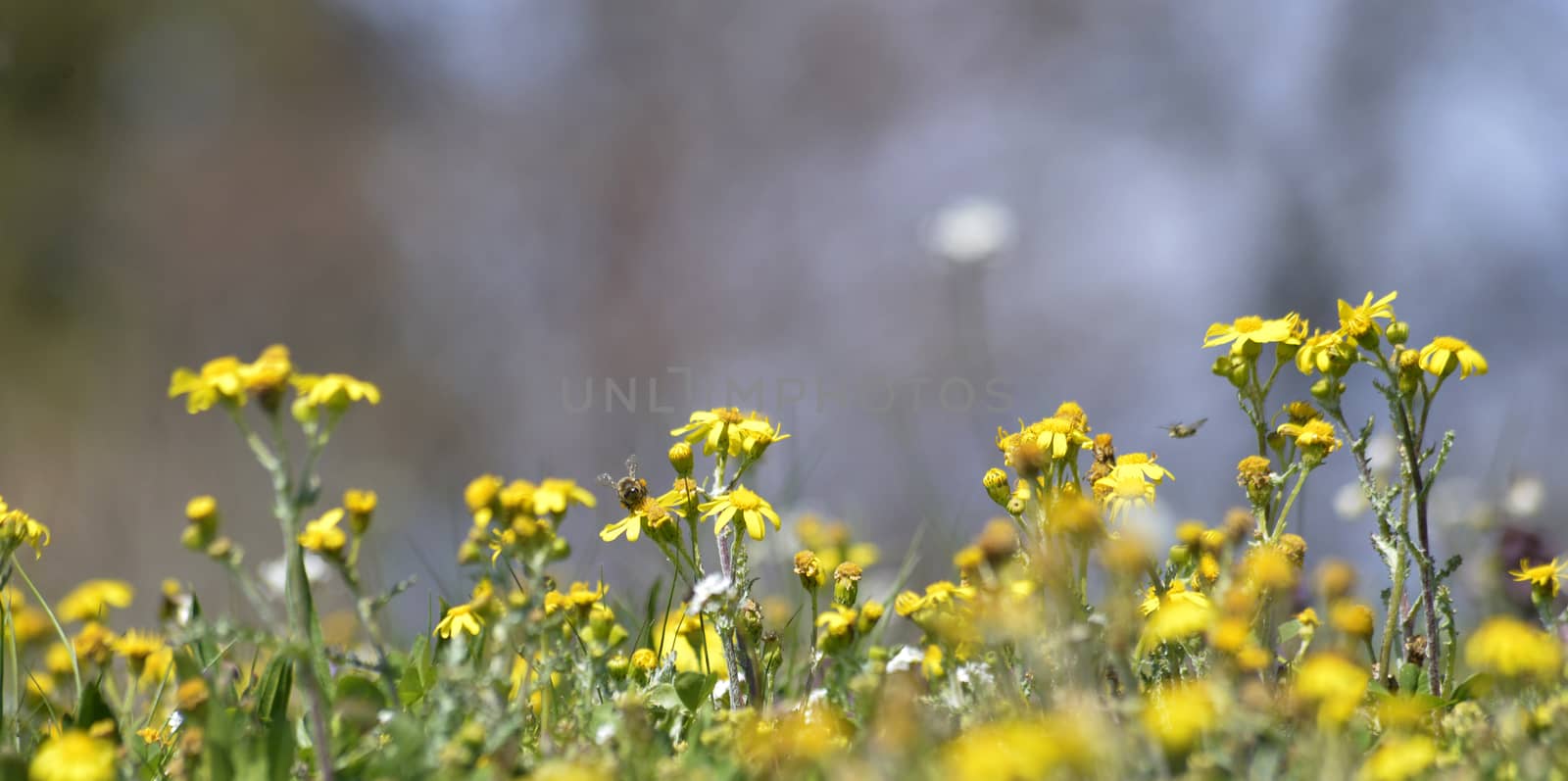 Picture of a Flowers of a chamomile with yellow petals