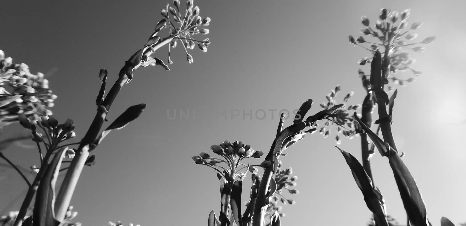 Picture of a Yellow plant flowers on the morning . shot from the bottom