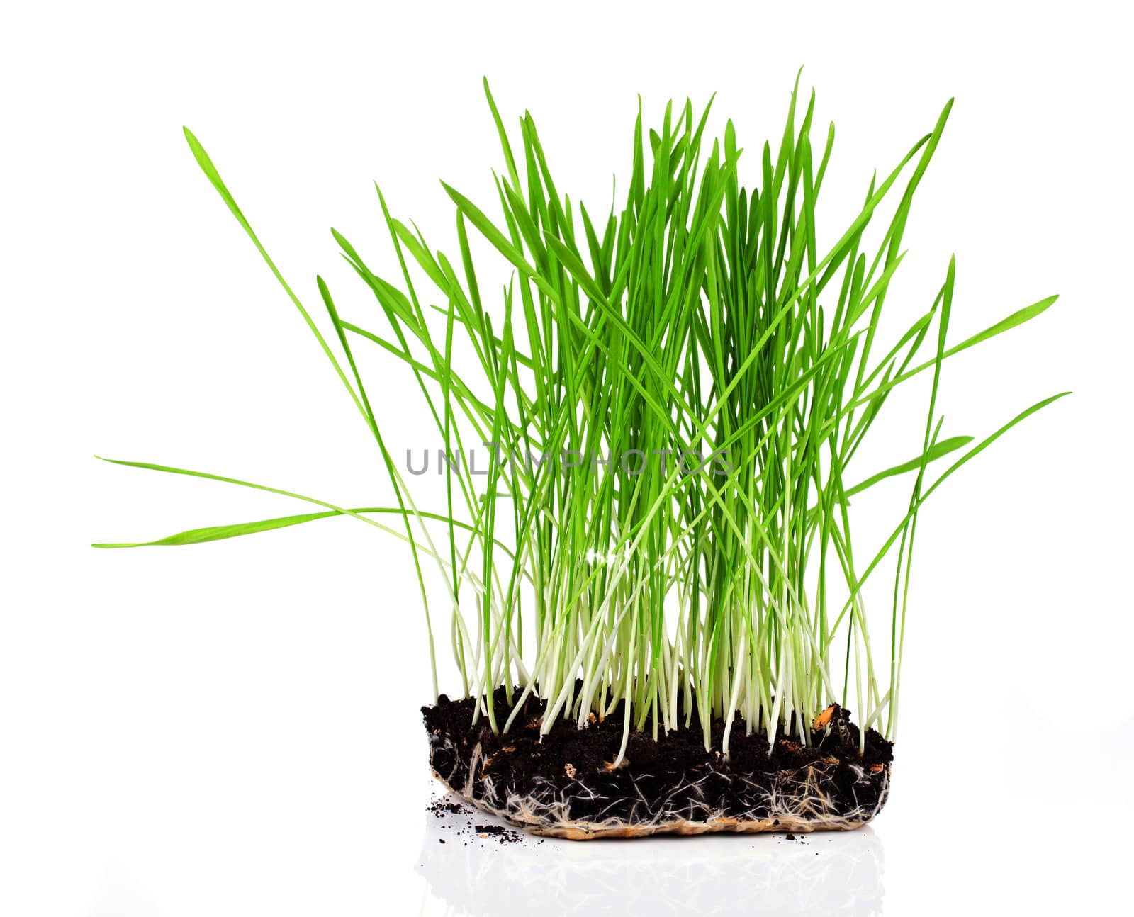 Bush of green grass, on a white background.