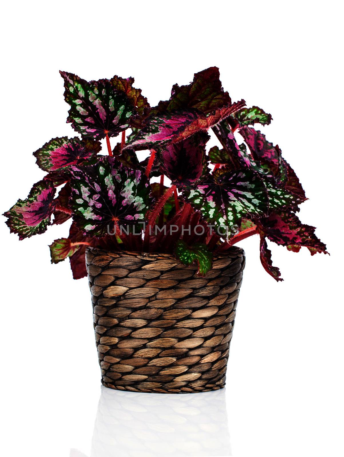 Begonia plant in pot, on white background by motorolka