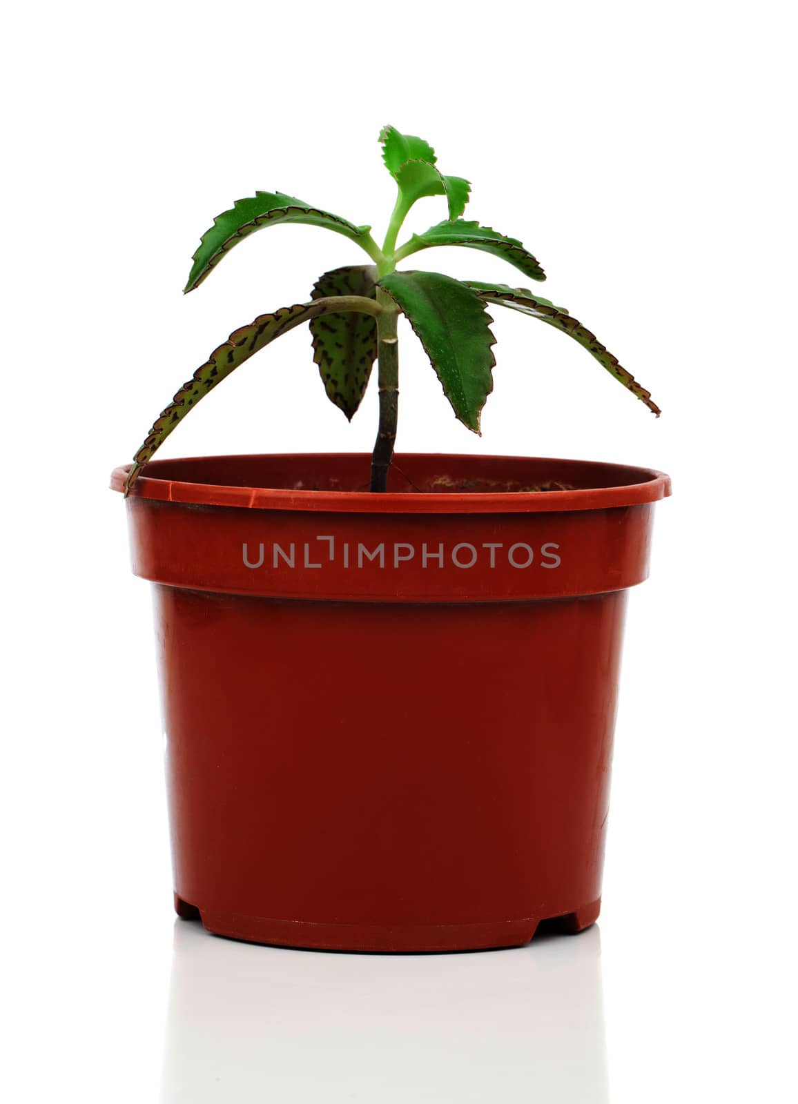 Bryophyllum daigremontianum, also called Mother of Thousands, Alligator Plant in pot