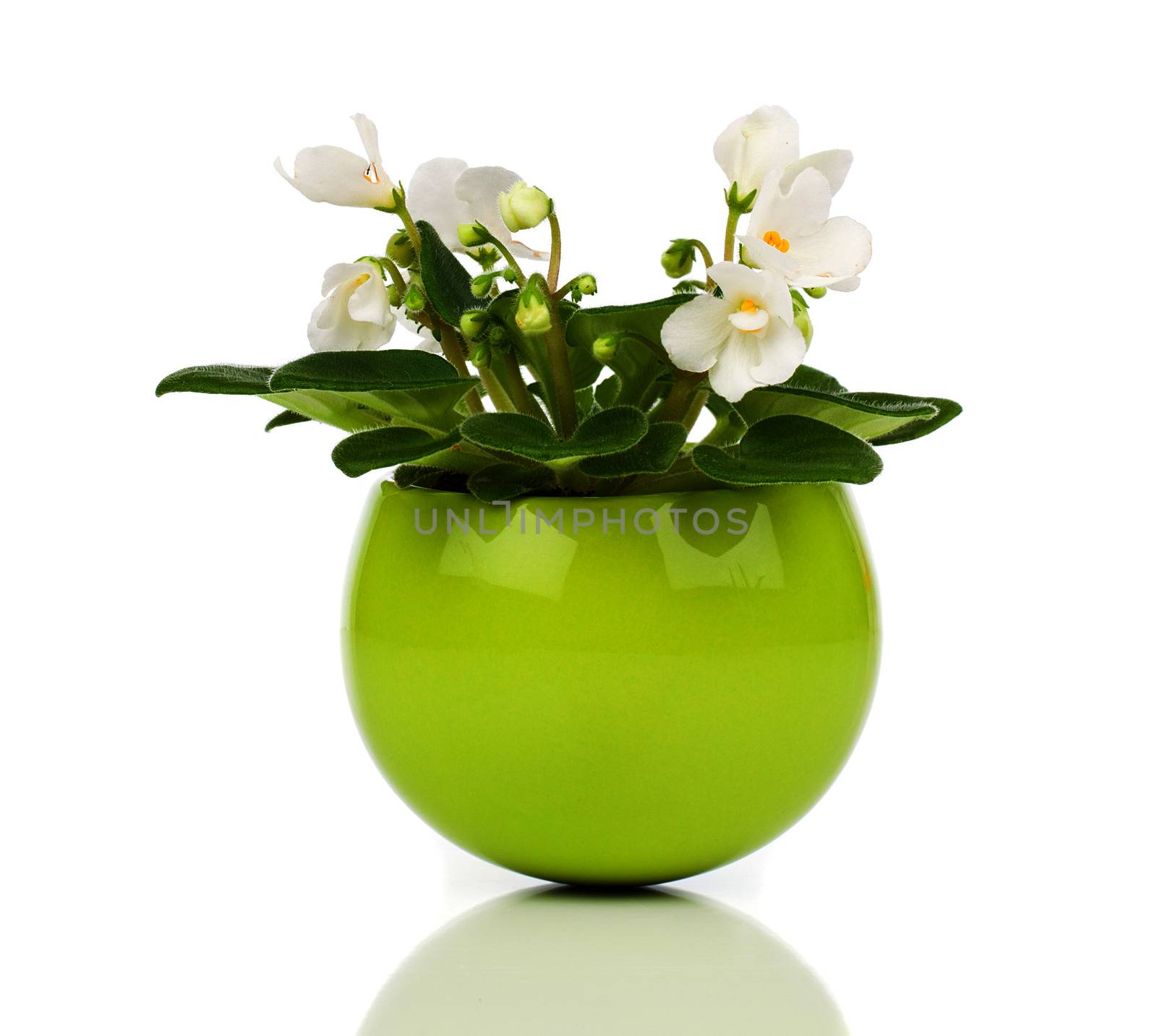 white Saintpaulia flowers in green flowerpot on white background by motorolka