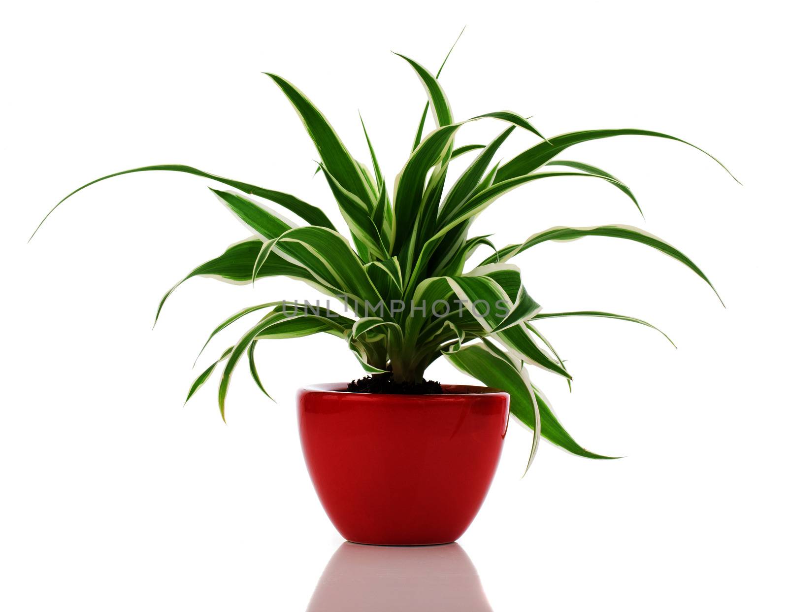 Chlorophytum plant in the red pot by motorolka
