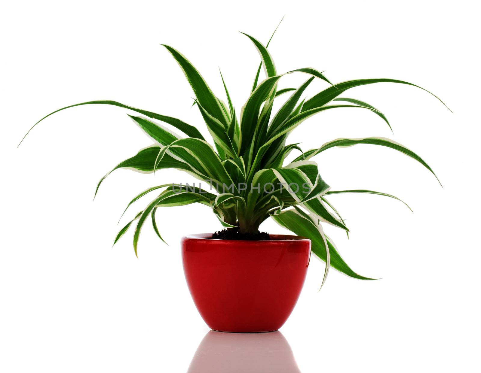 Chlorophytum plant in the red pot