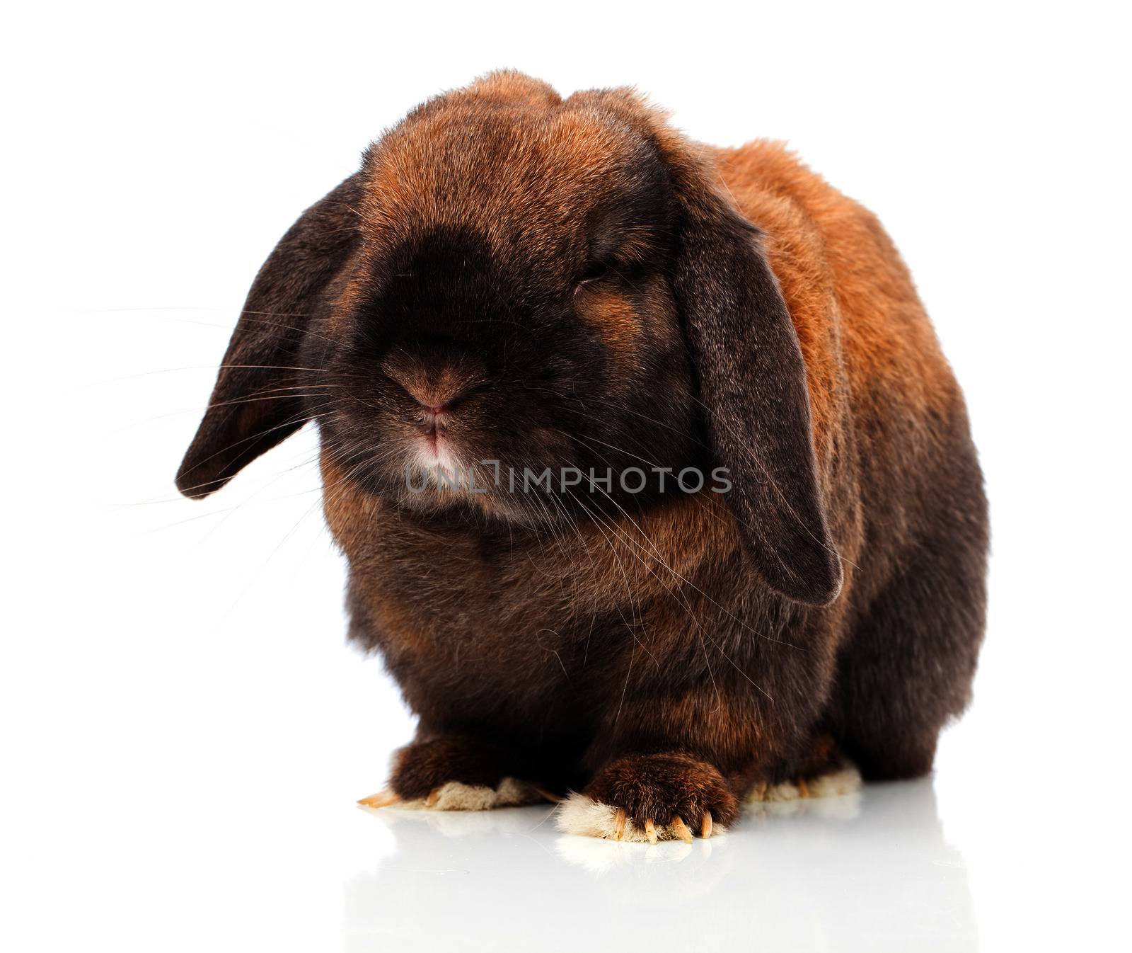 rabbit isolated on a white background