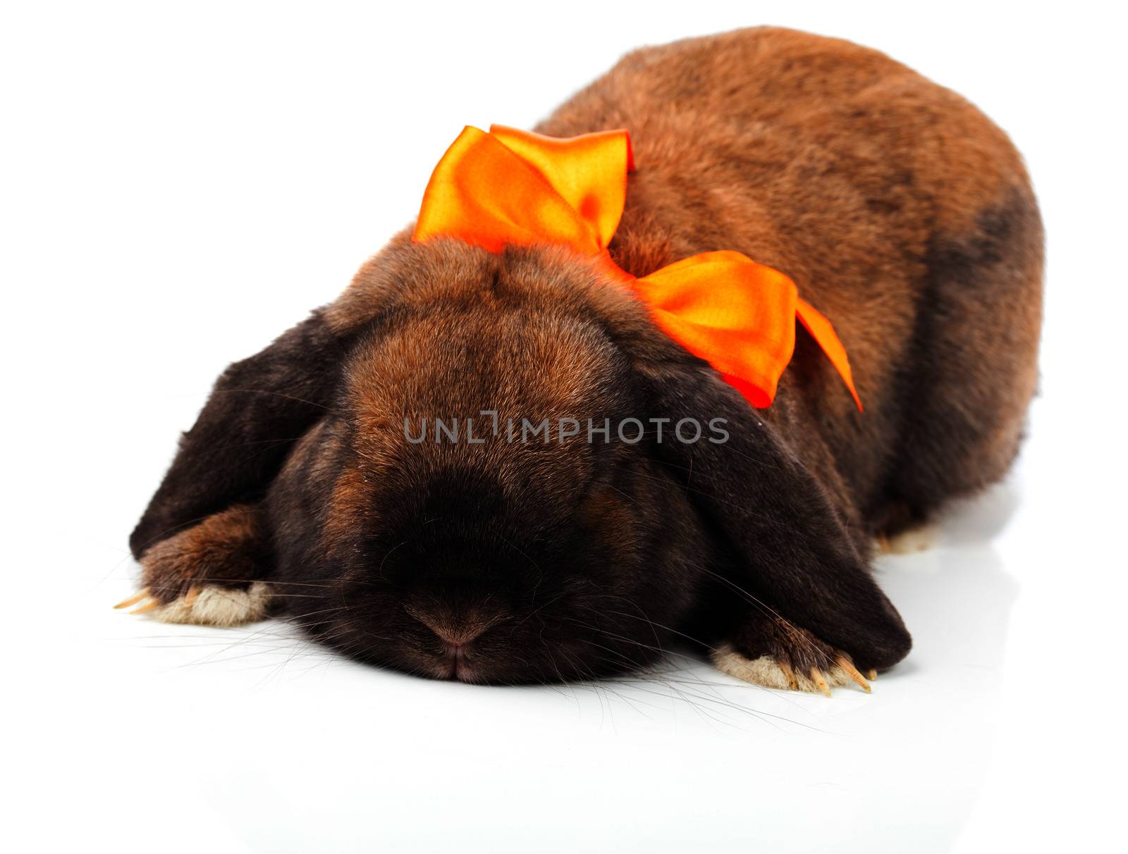 rabbit isolated on a white background