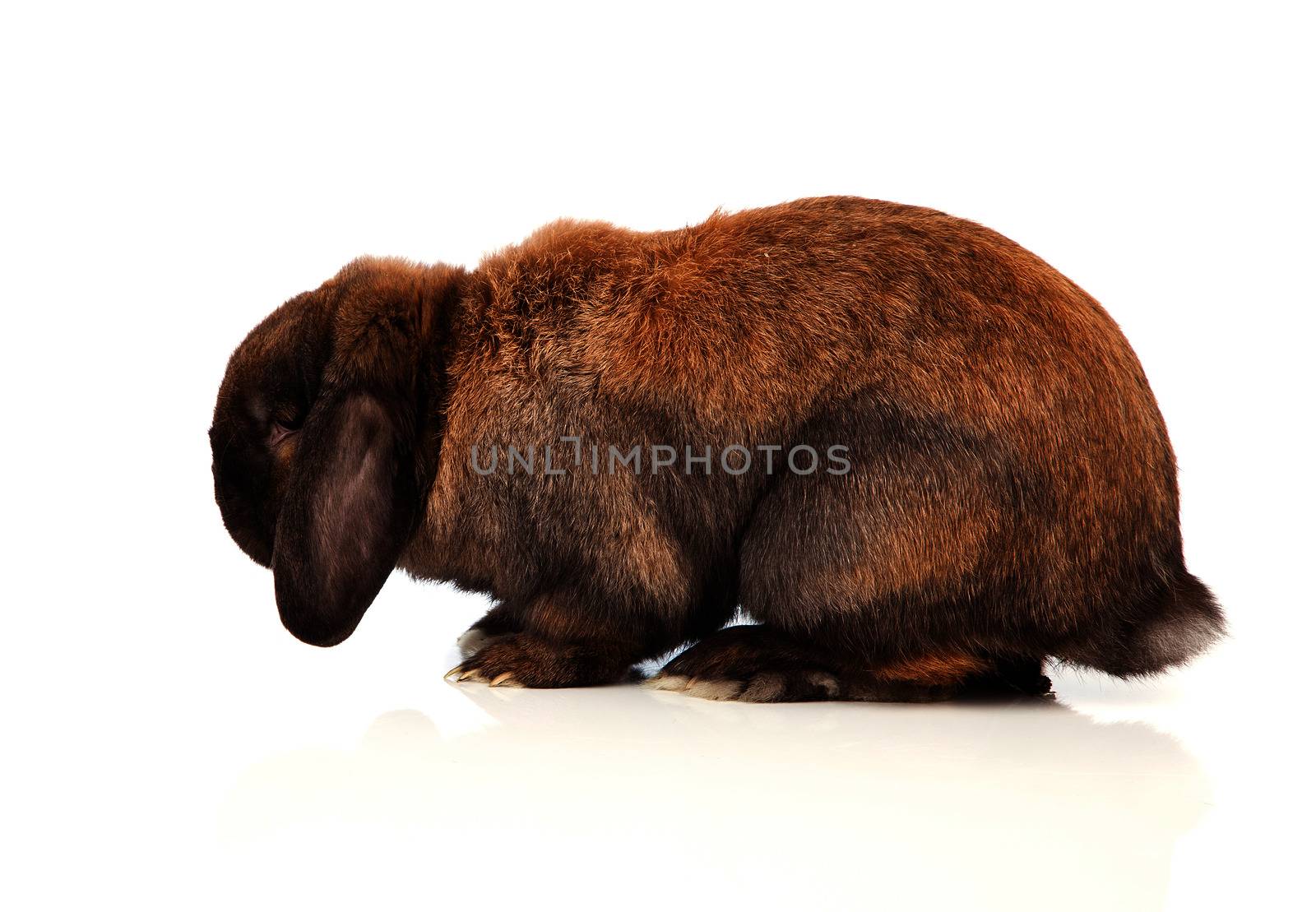 rabbit isolated on a white background by motorolka