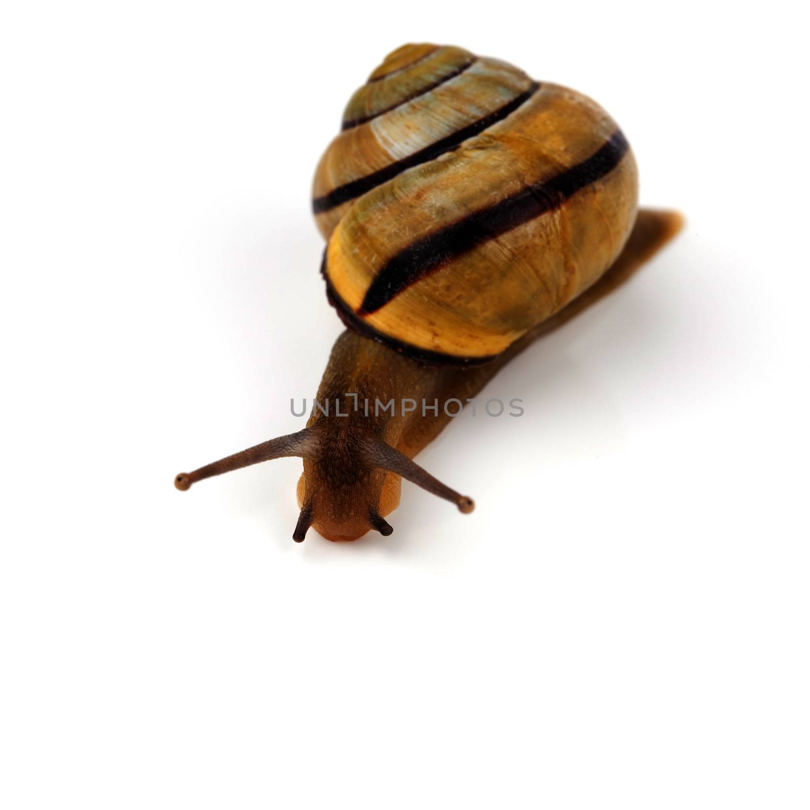 Snail isolated on white